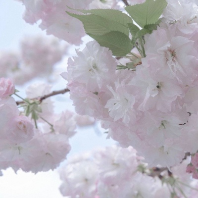 Furry插画手绘教程兽圈群